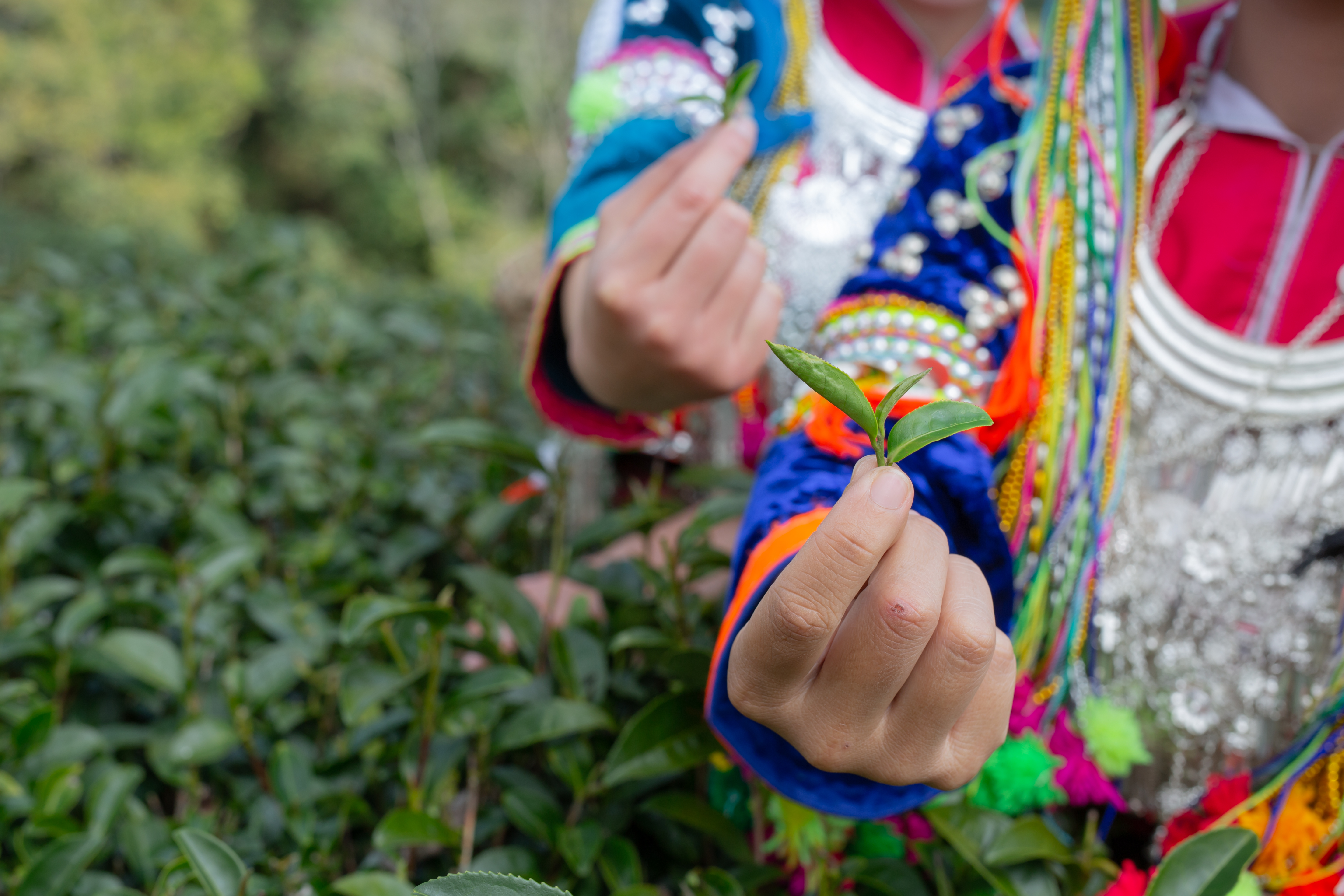 Agriculture of hilltribe women collecting tea leaves in the fields. Hill tribe woman.
