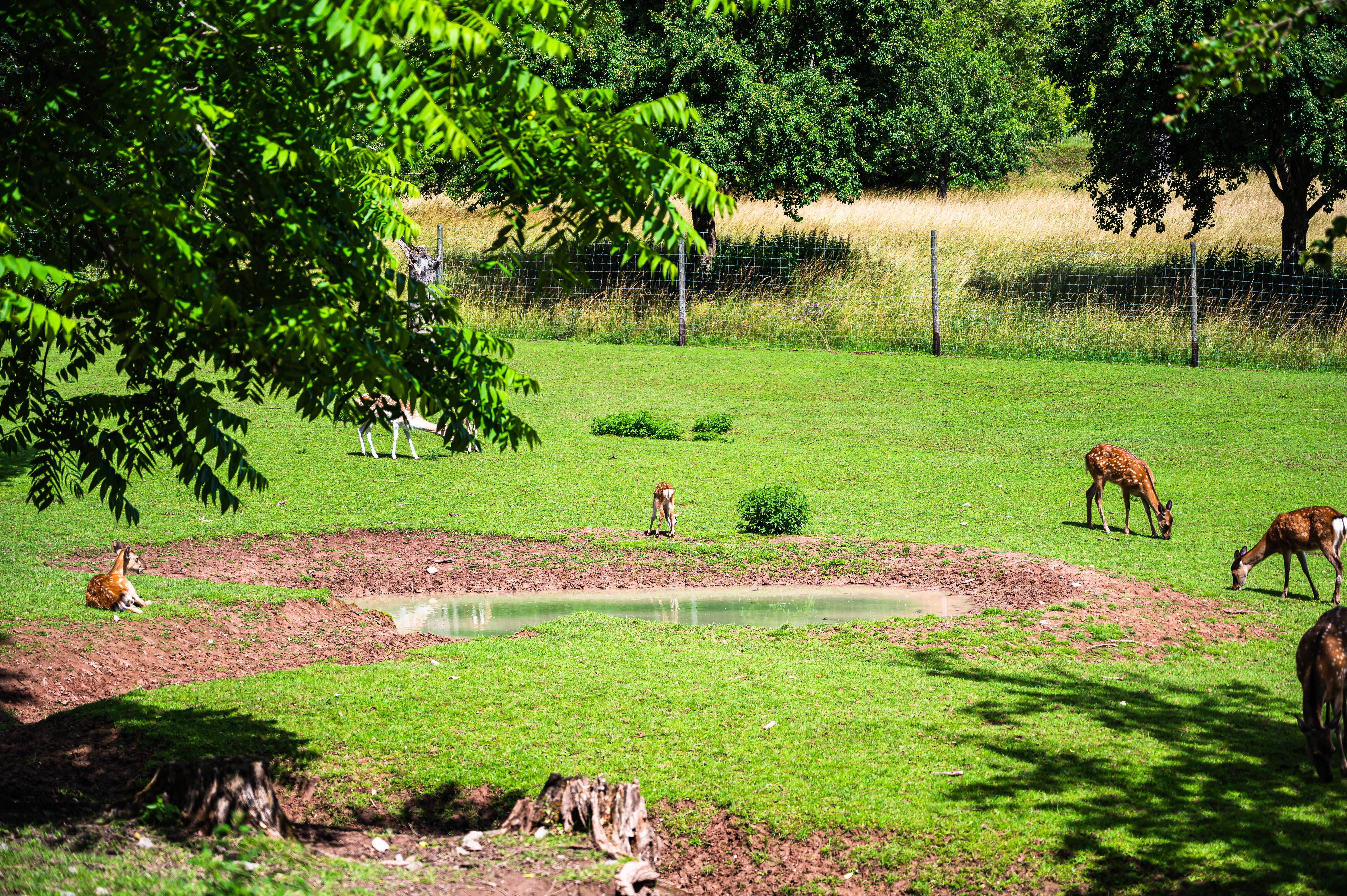 A beautiful shot of deers on green grass at the zoo on a sunny day